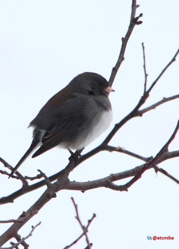 project feederwatch dark eyed dark-eyed junco feederwatch image.jpg